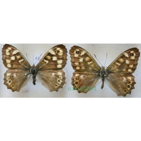 Pararge aegeria (Linnaeus, 1758) pair Osadnik egeria Czech42g
